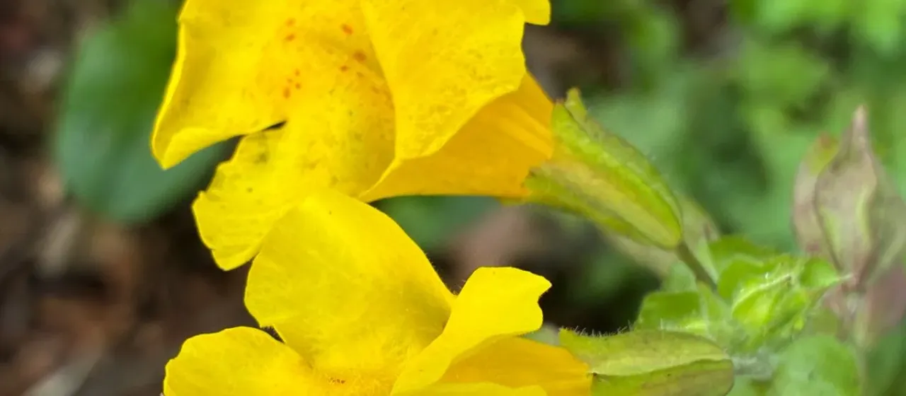 Seep monkeyflower