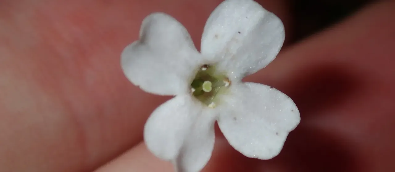 Mitrasacme alsinoides