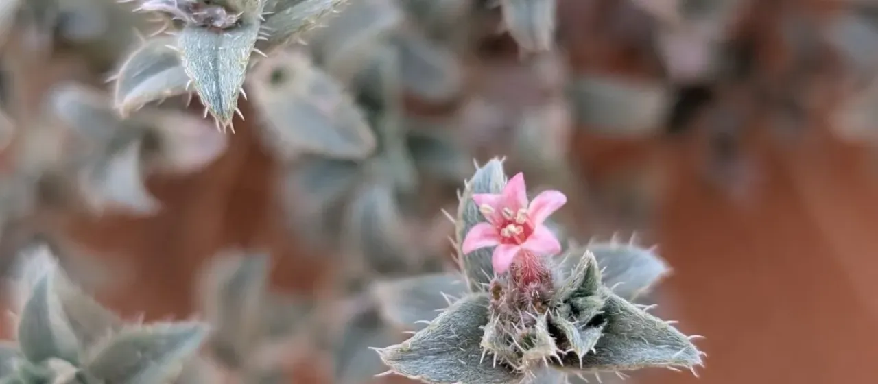 Moltkiopsis ciliata