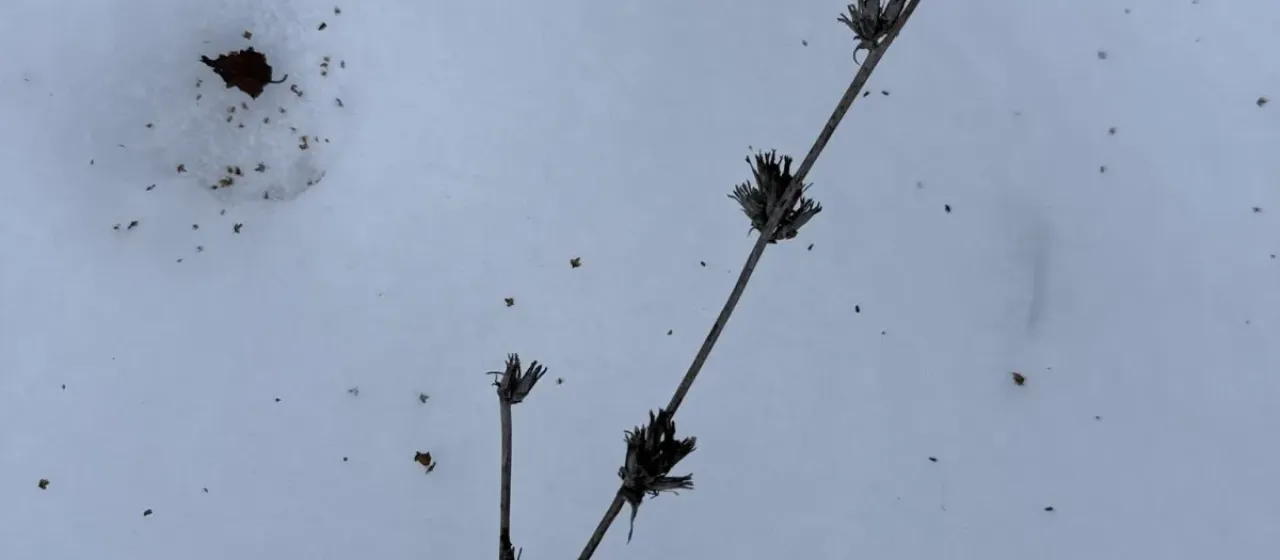Industrial chicory