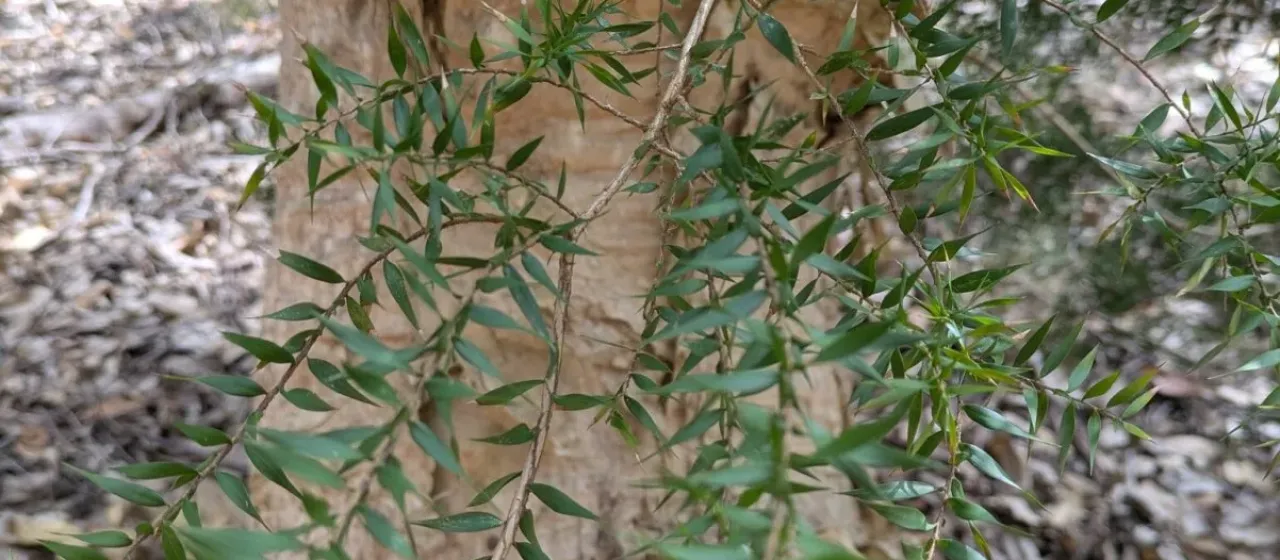 Prickly-leaved paperbark