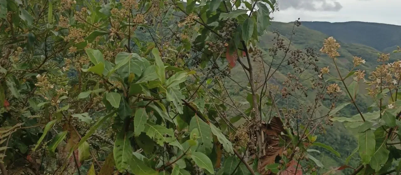 Cinchona calisaya