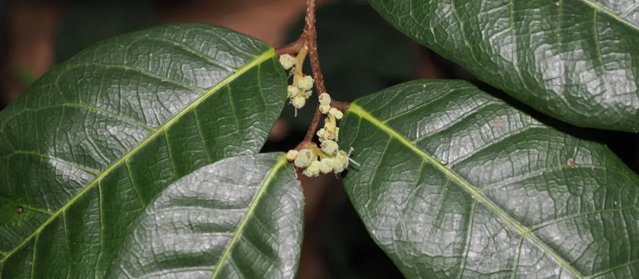 Malaisia scandens