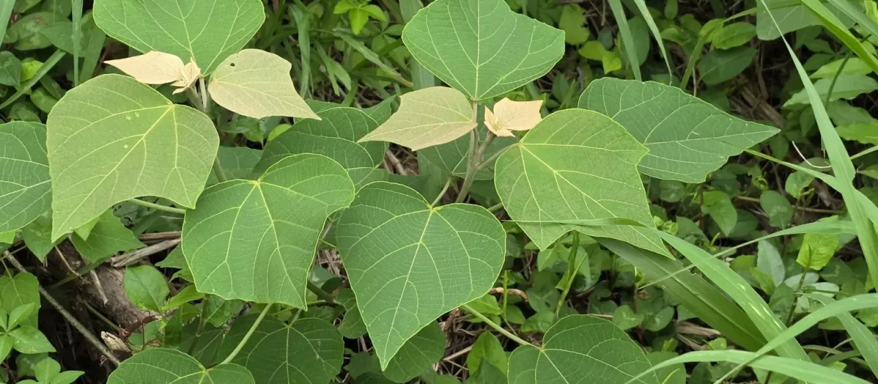 Mallotus japonicus