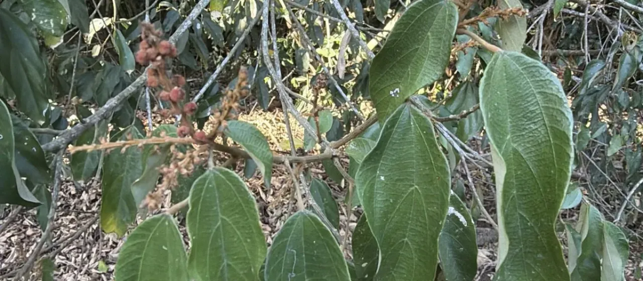 Mallotus philippensis