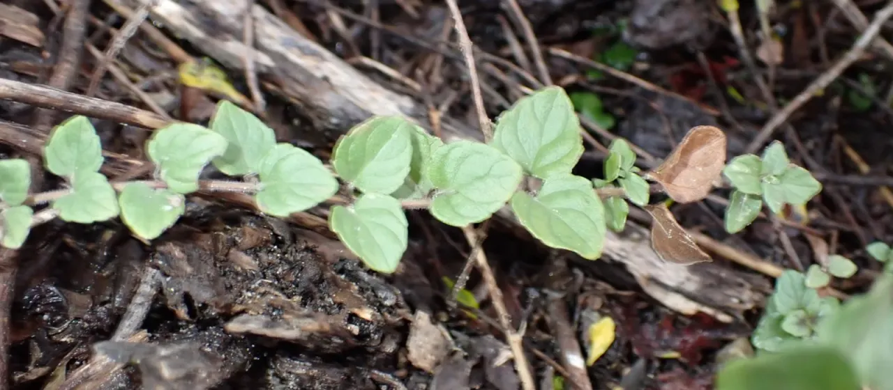 Micromeria douglasii