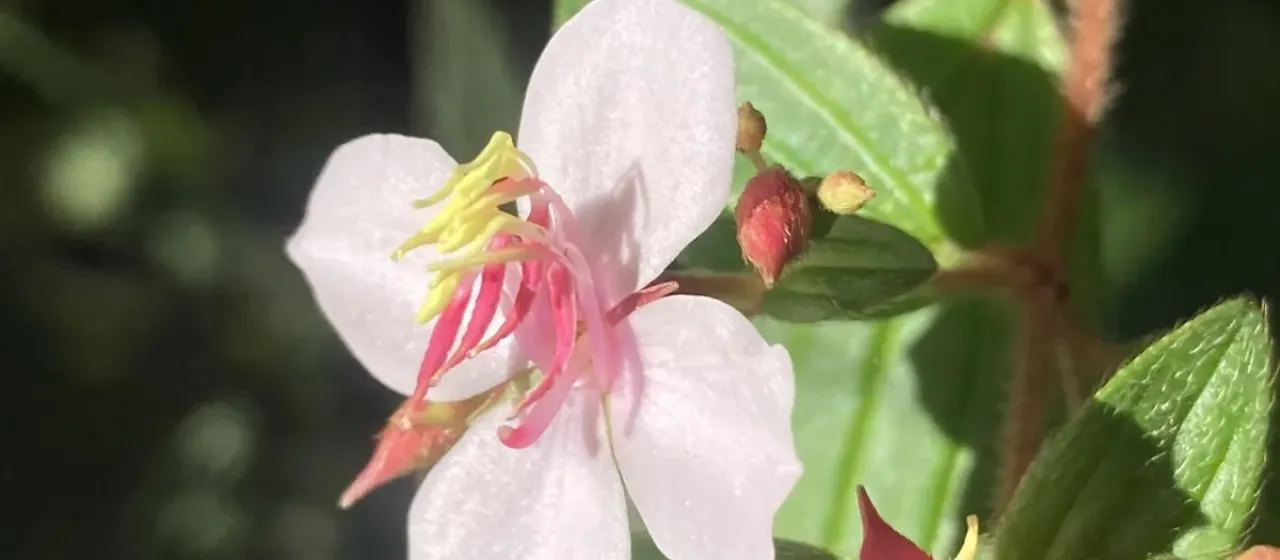 Monochaetum floribundum