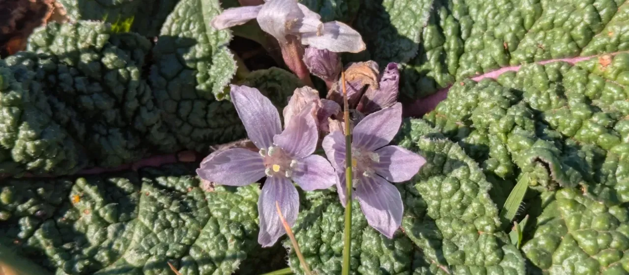 Mandragora autumnalis