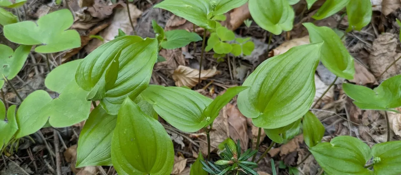 False lily of the valley