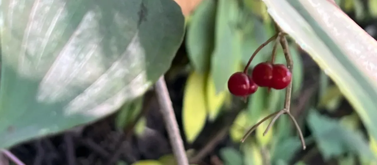 Smilacina