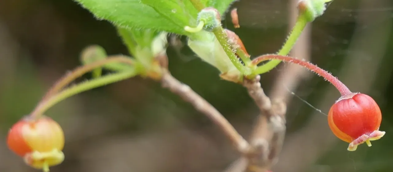 Menziesia pentandra
