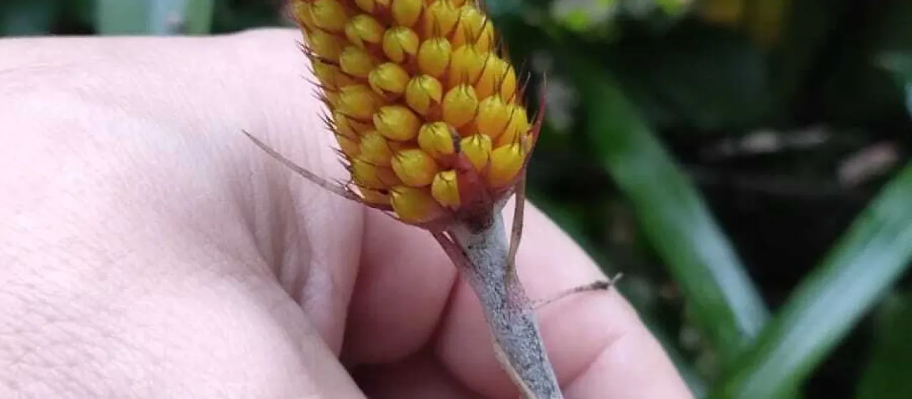 Aechmea calyculata