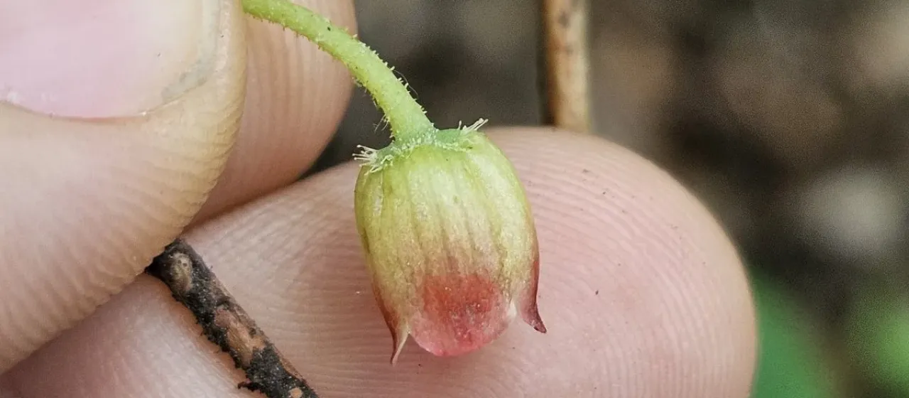 Menziesia pilosa