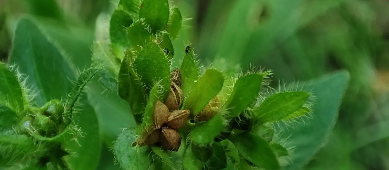 Ertela trifolia