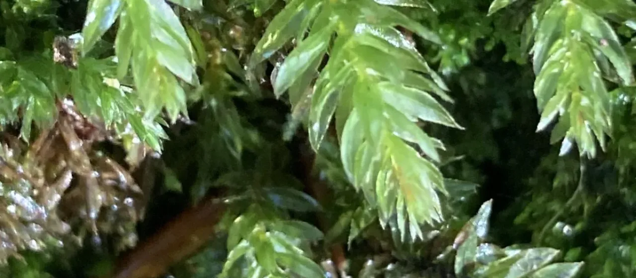 Swan's-neck thyme-moss