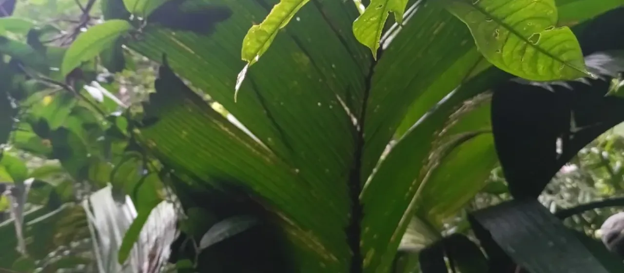 Manicaria saccifera