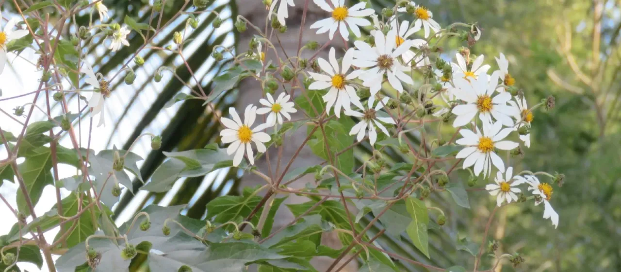 Montanoa bipinnatifida