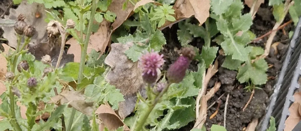 Creeping thistle