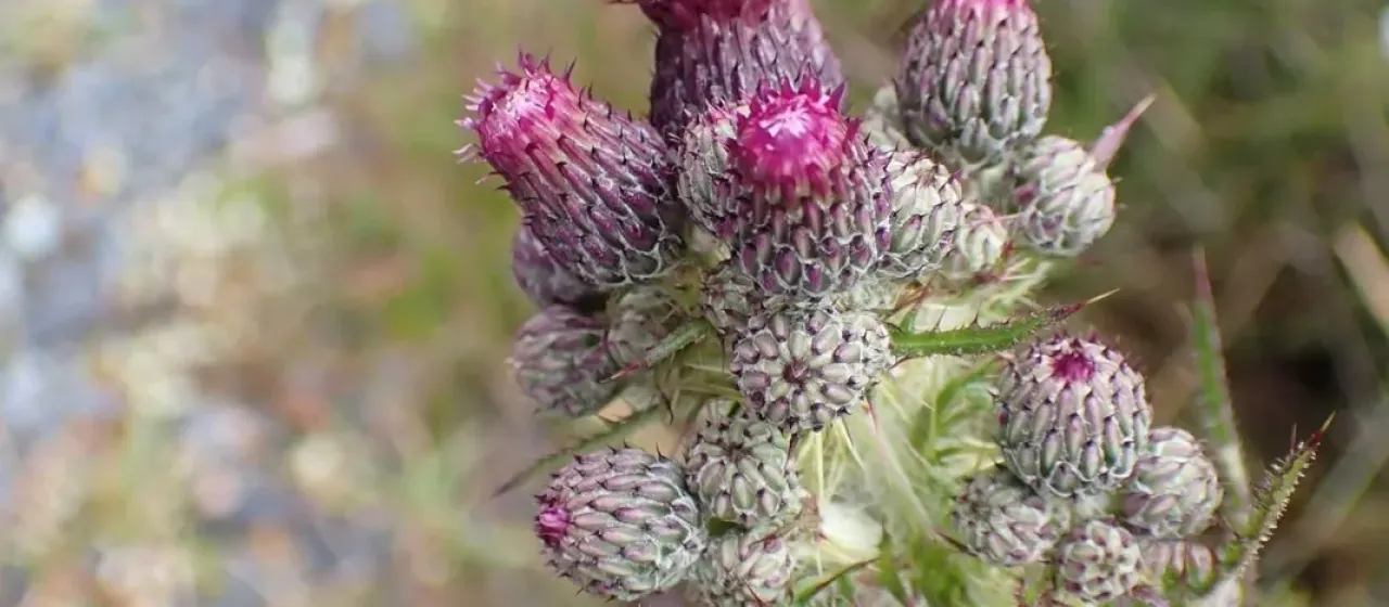 Marsh thistle
