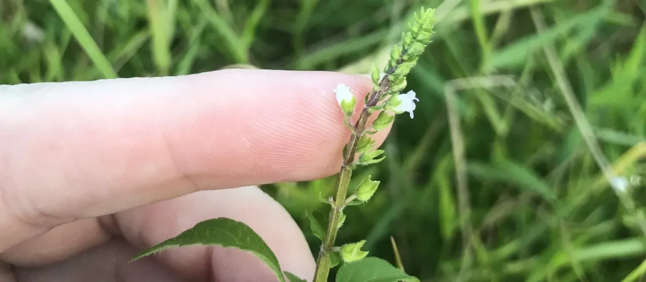 Mosla formosana