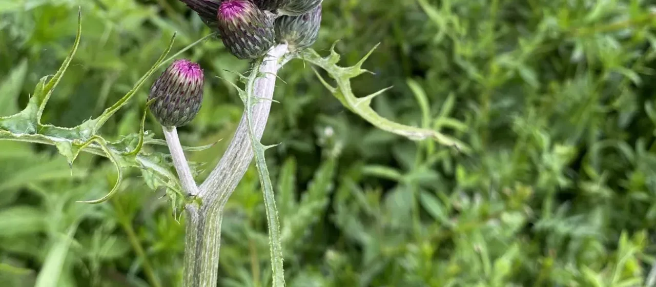 Brook thistle