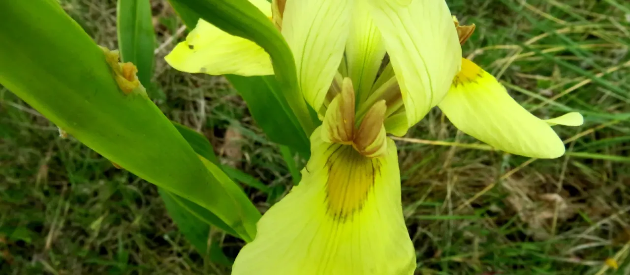 Moraea graminicola