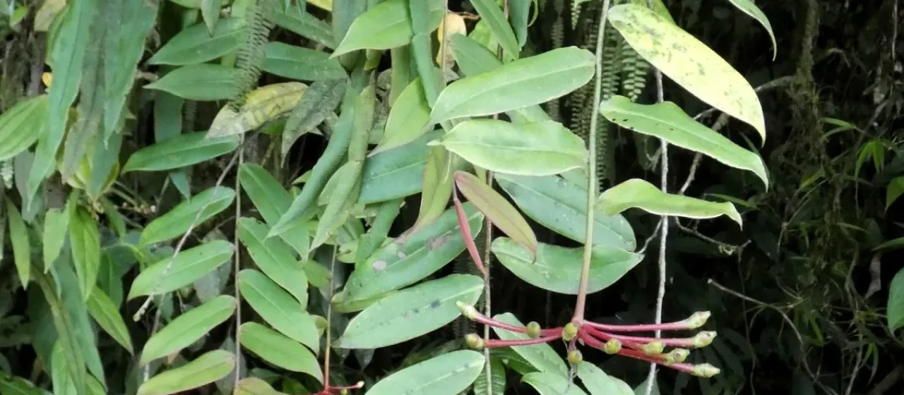 Marcgravia brownei