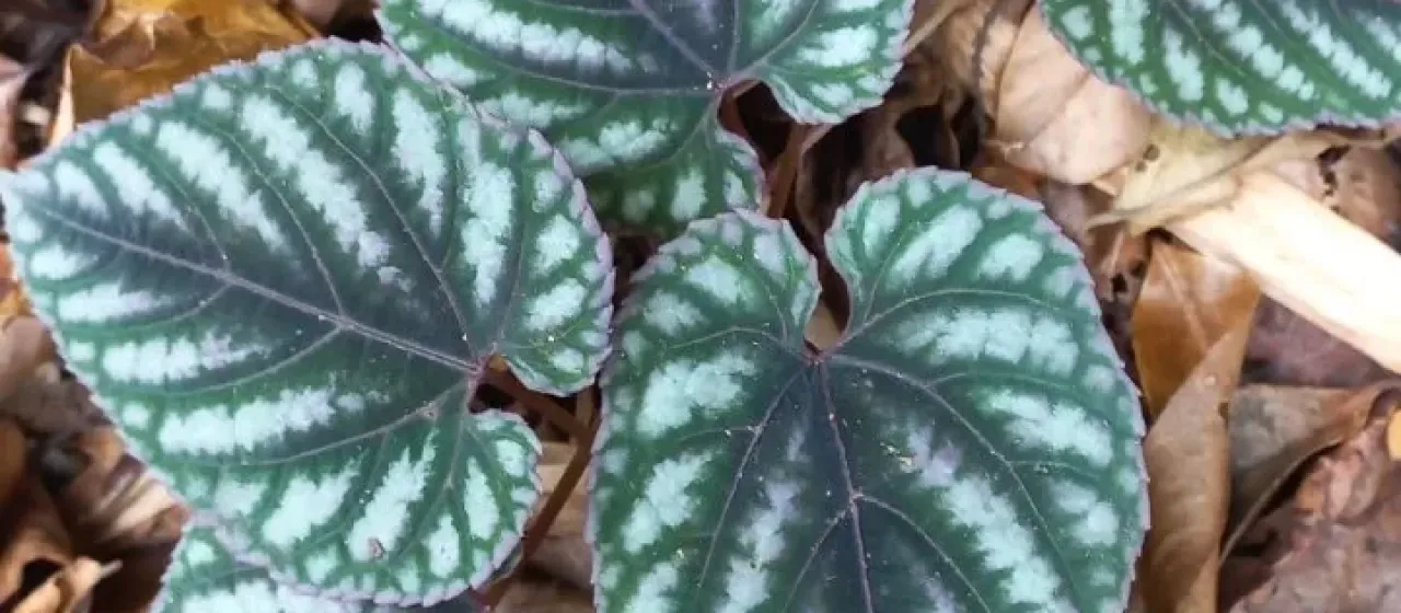 Climbing begonia