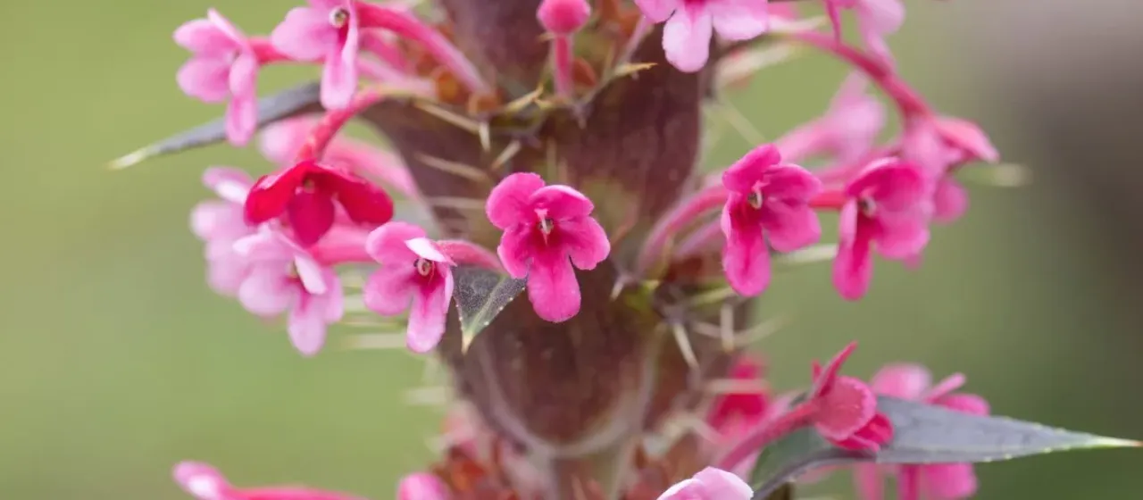 Himalayan whorlflower