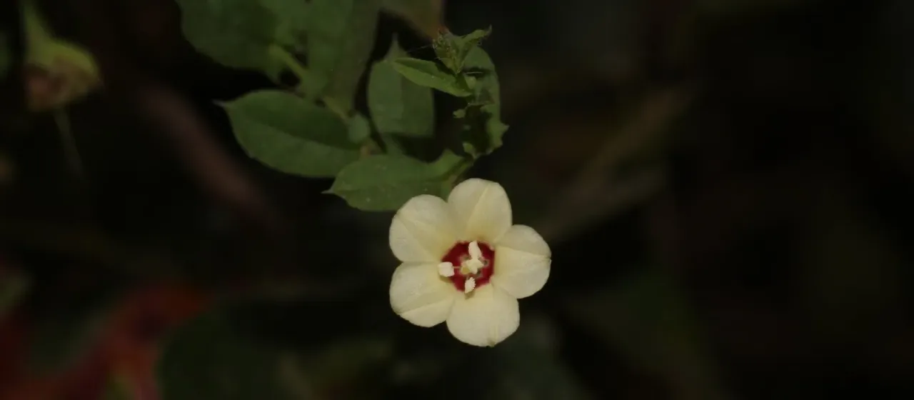 Xenostegia tridentata
