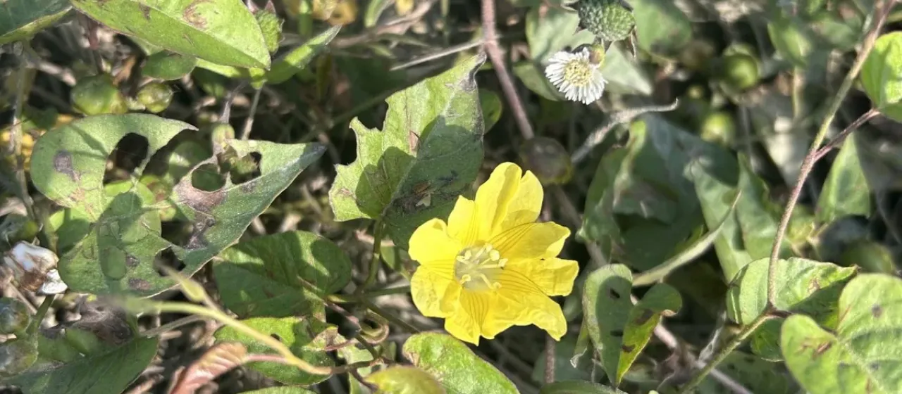 Merremia gemella