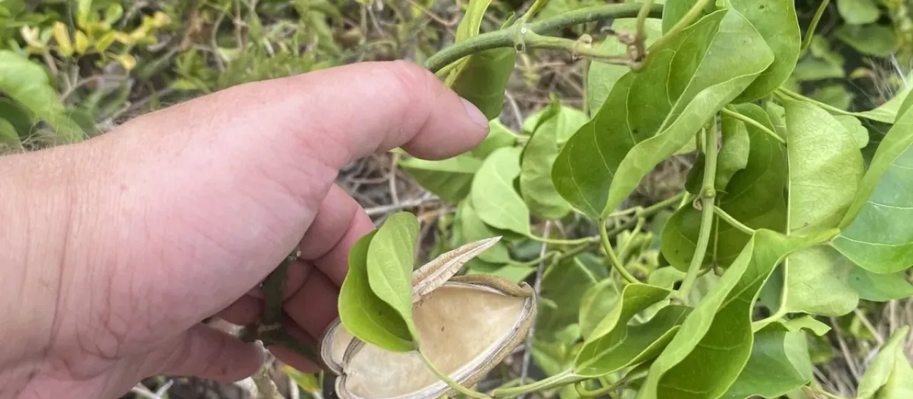 Marsdenia rostrata