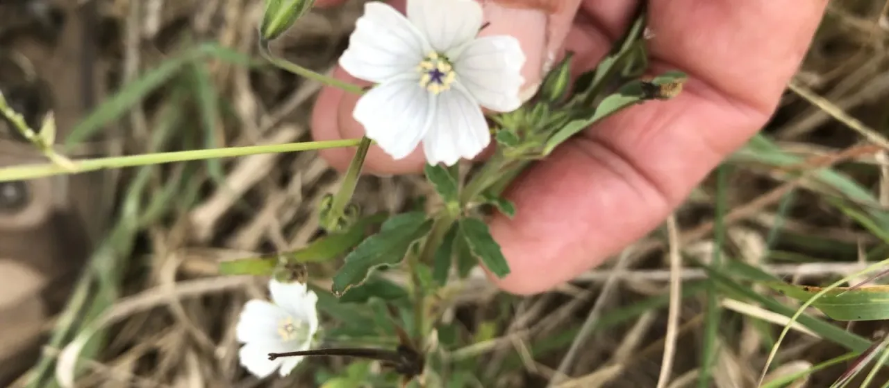 Monsonia glauca