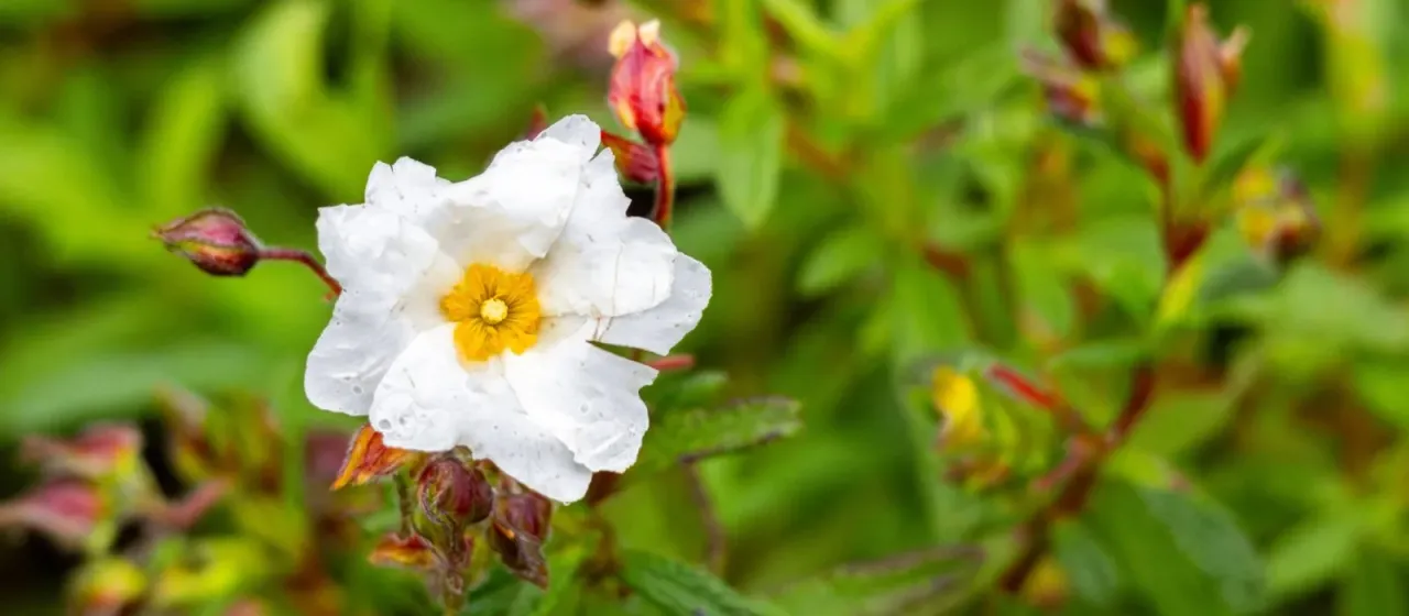 Florentine Rockrose