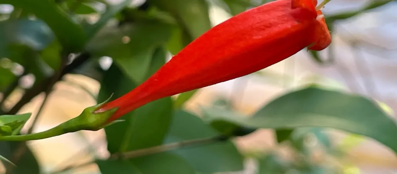 Firecracker vine