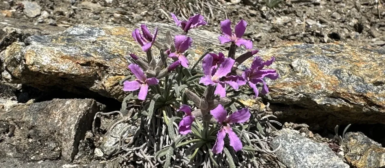 Matthiola fruticulosa