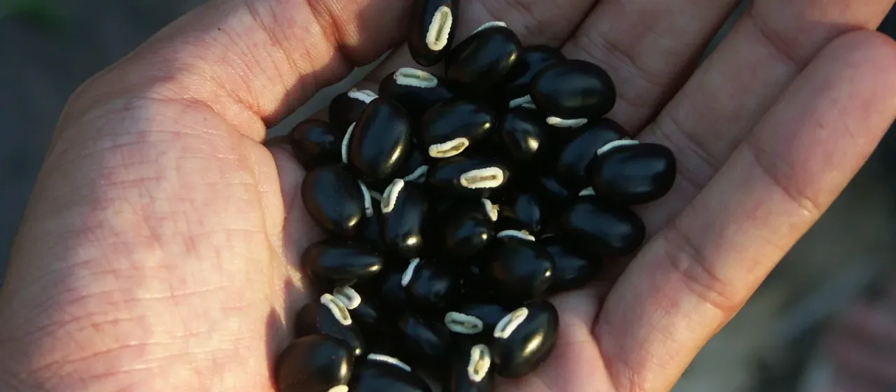 Мукуна черная