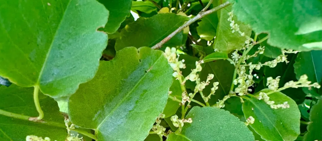 Muehlenbeckia australis