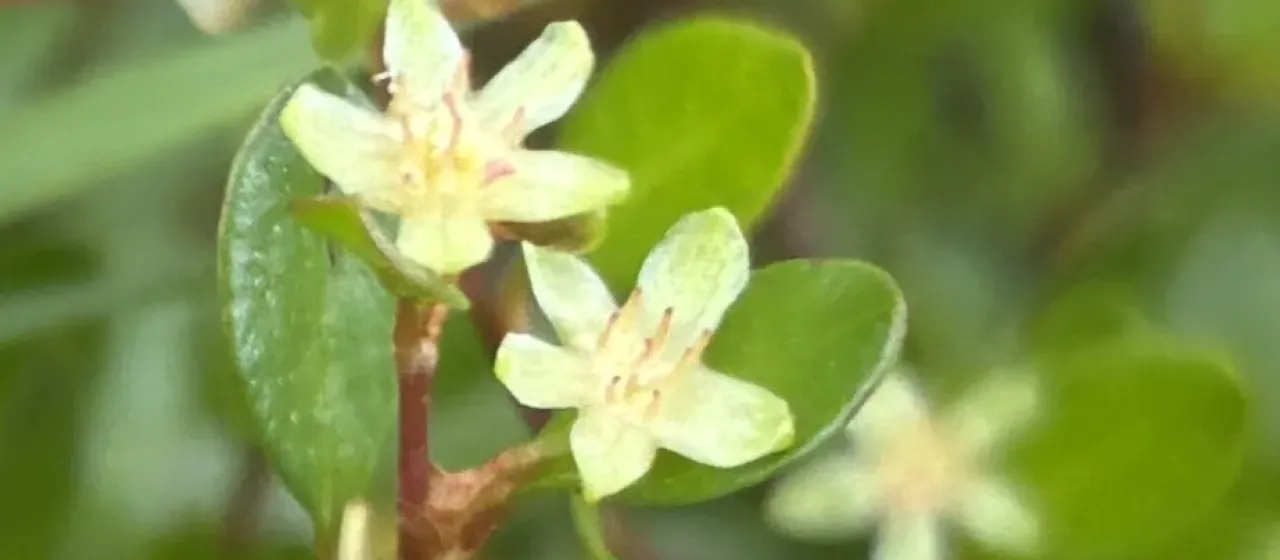 Muehlenbeckia axillaris