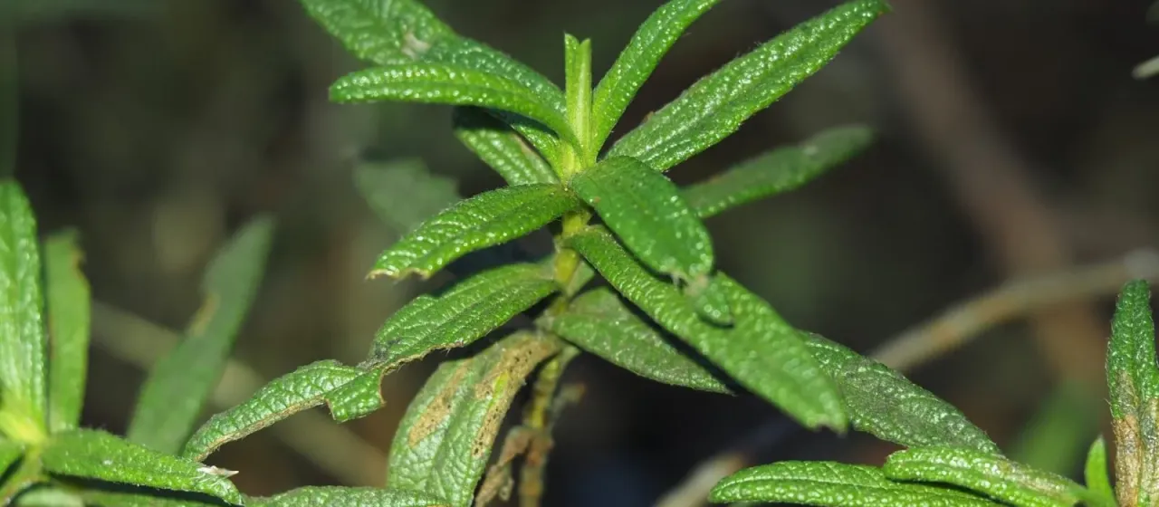 Montpellier cistus