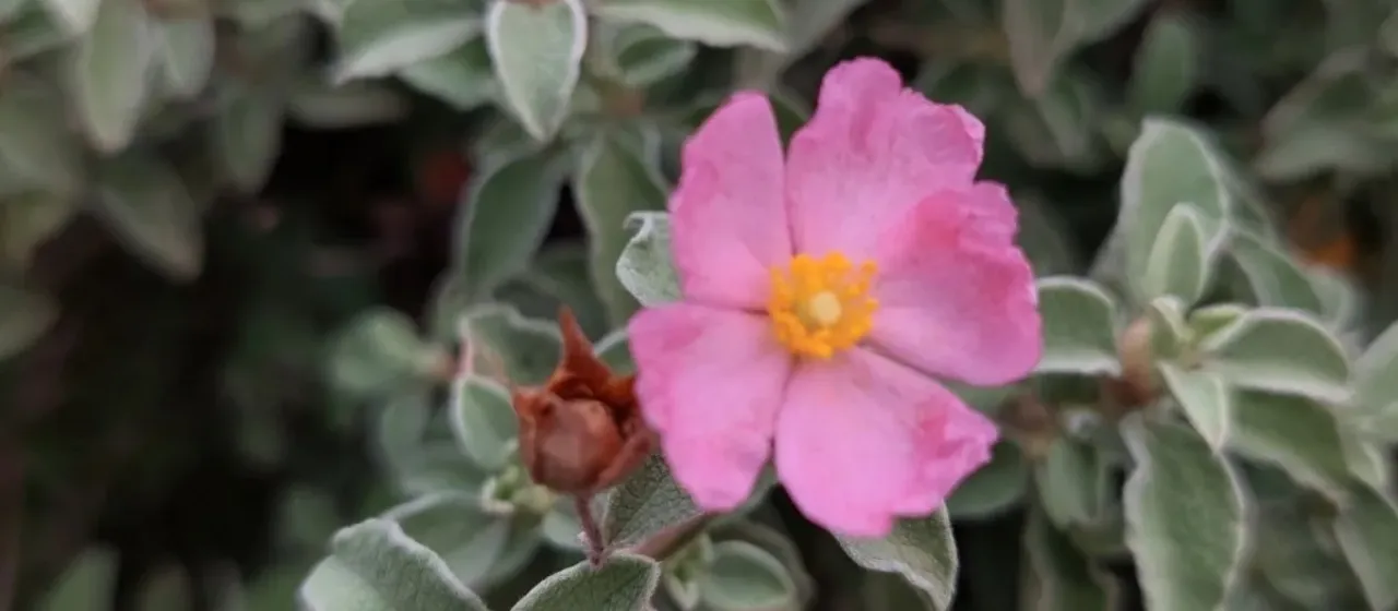 Small-flowered rockrose
