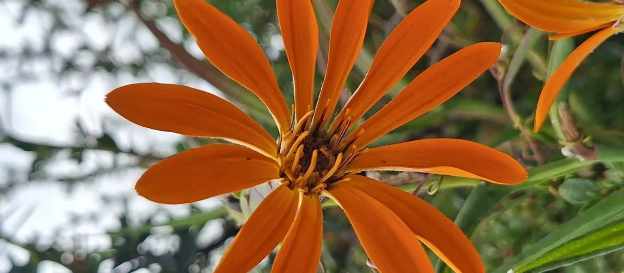 Mutisia decurrens