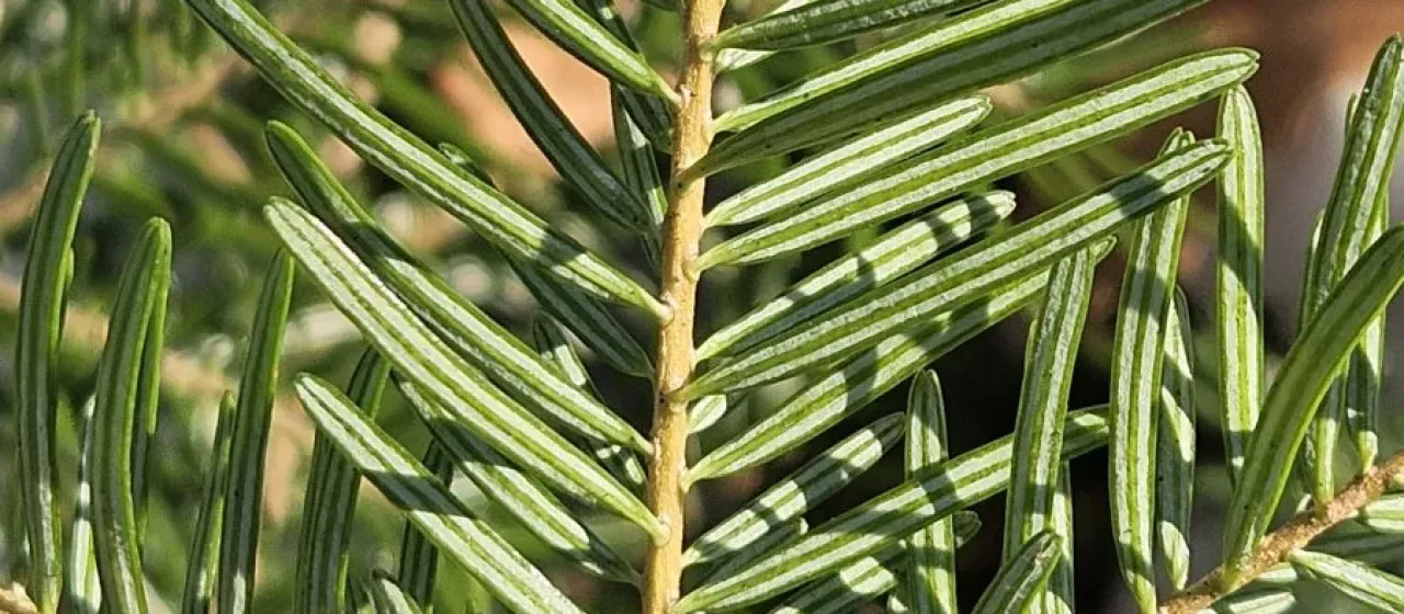 Silver fir