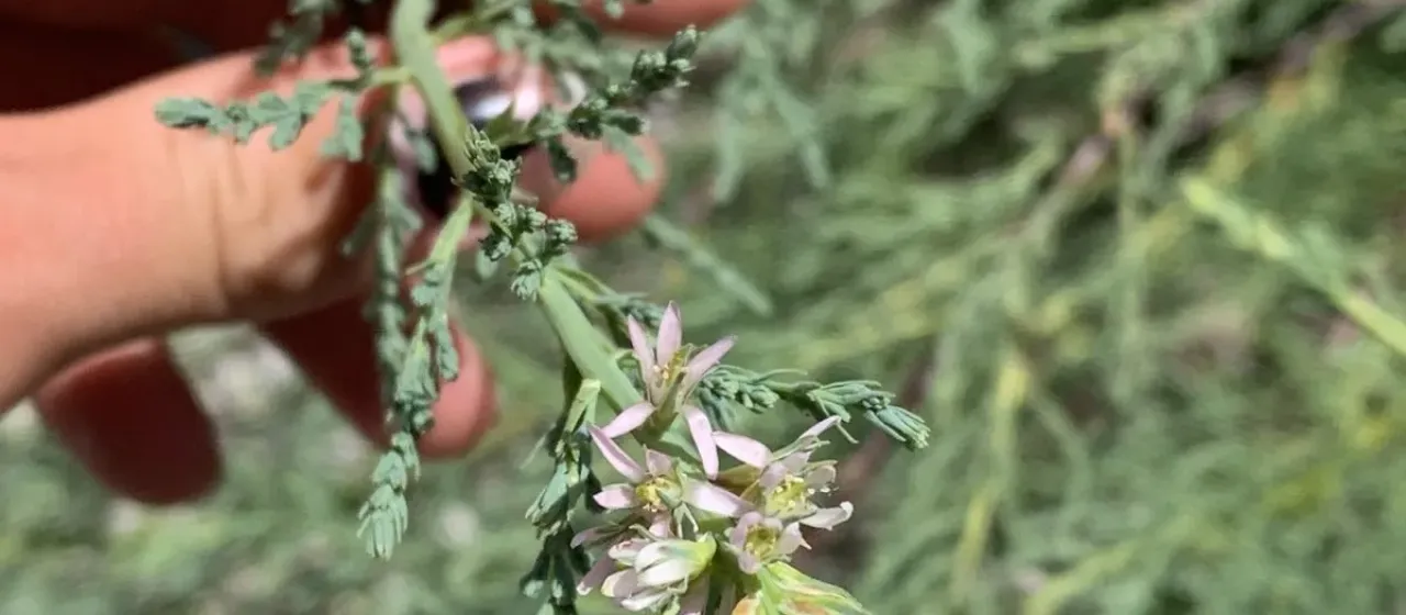 German tamarisk