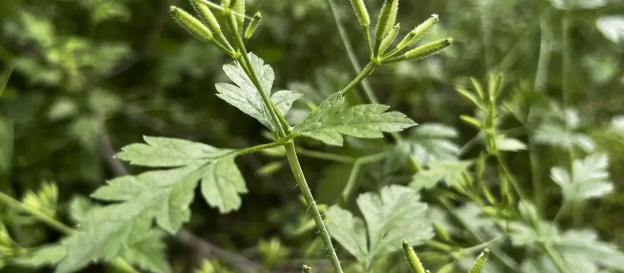 Вздутостебельник узловатый