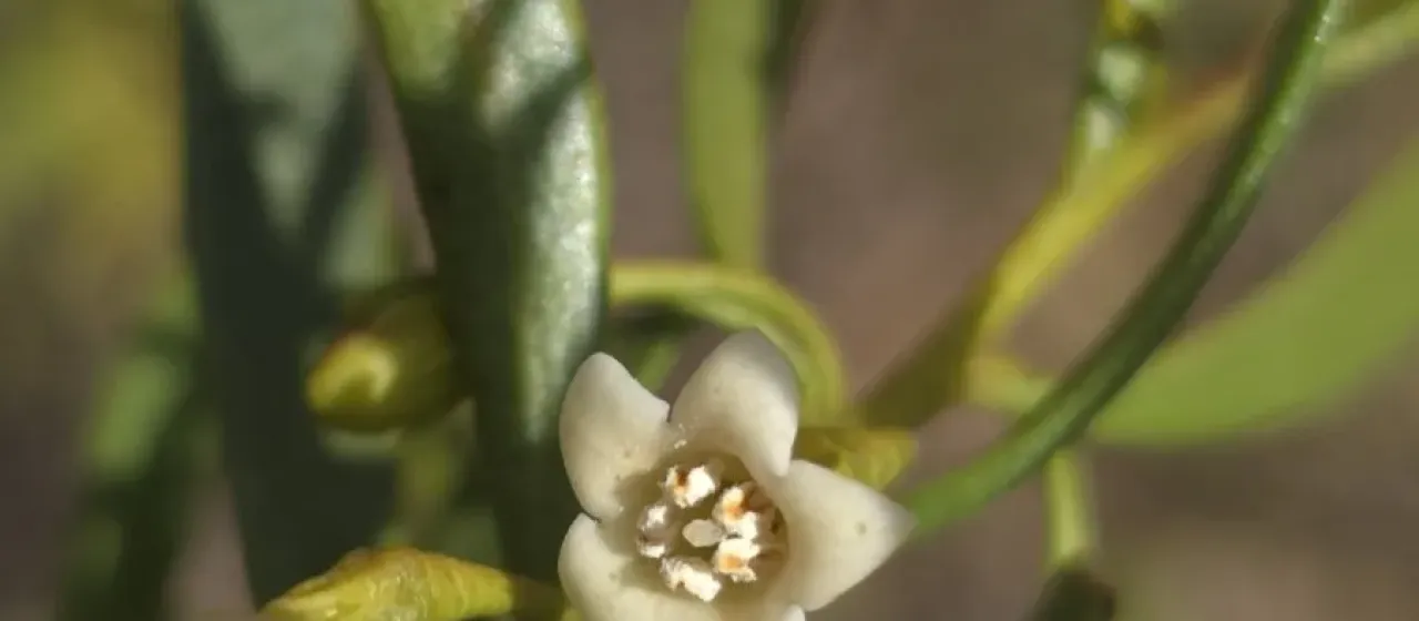 Ellangowan poison bush