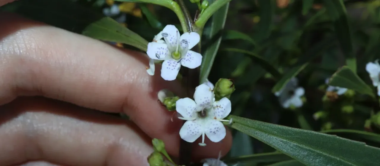 Myoporum tetrandrum