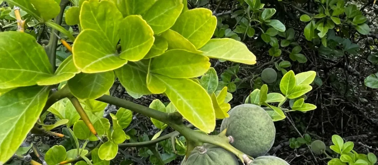 Grafted citrus