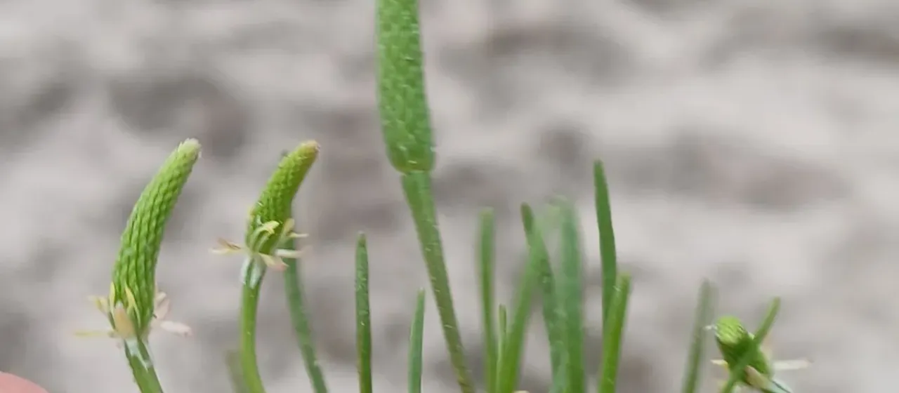 Mouse-tail