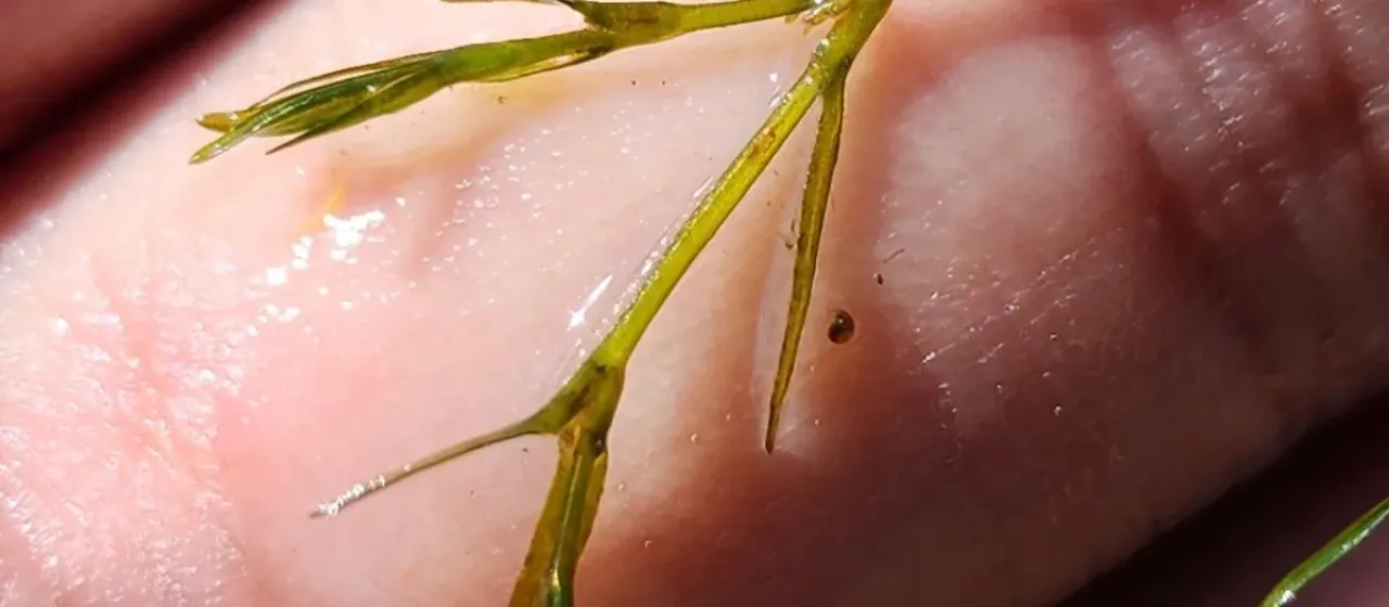 Southern naiad